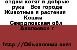 отдам котят в добрые руки - Все города Животные и растения » Кошки   . Свердловская обл.,Алапаевск г.